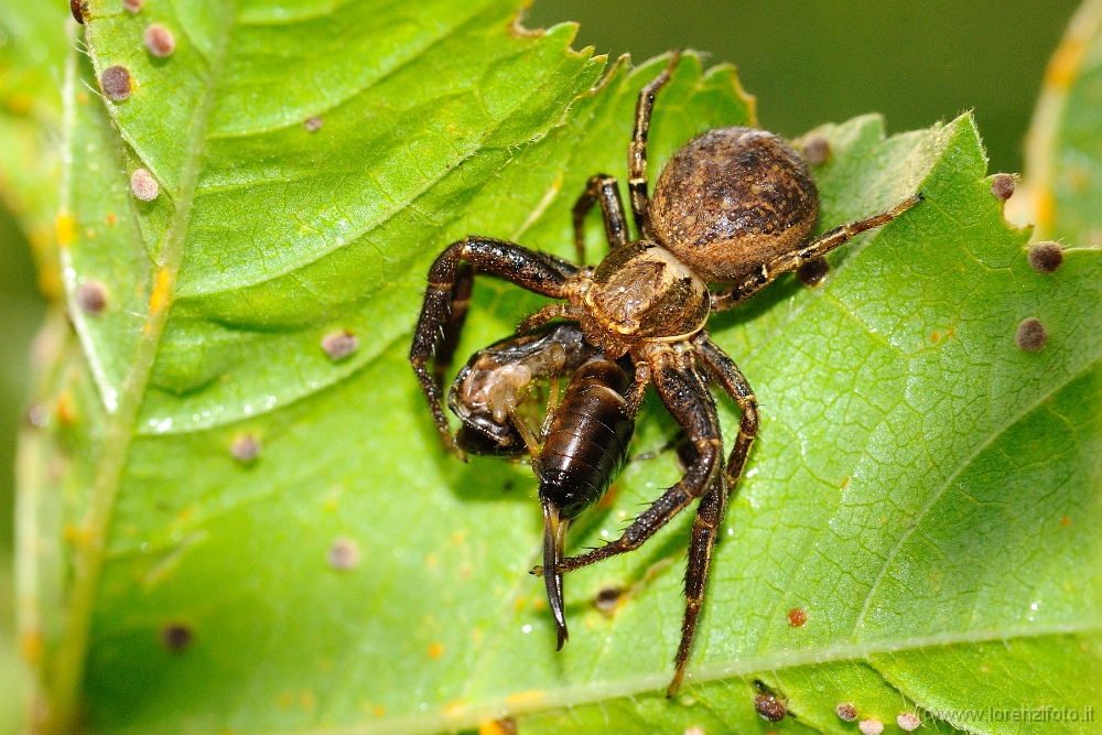 00215 Genere Xysticus (specie da identificare).jpg